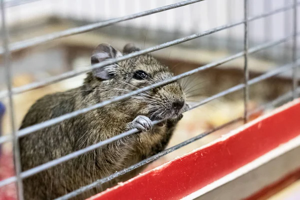 Esquilo degu mordisca sua gaiola de perto — Fotografia de Stock