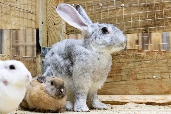 Grigio soffice coniglio domestico da vicino in gabbia — Foto Stock