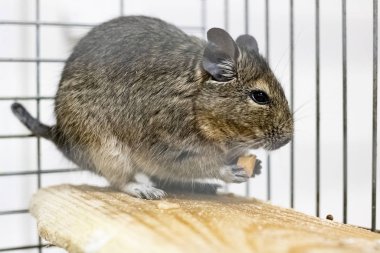 Bir kafeste sincap degu. Yaklaş.