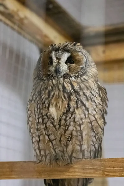 Kleine uil in een kooi close-up — Stockfoto