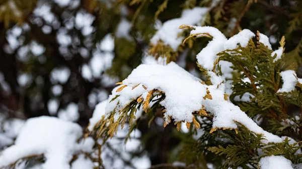 Neve nos ramos exuberantes de uma árvore conífera — Fotografia de Stock