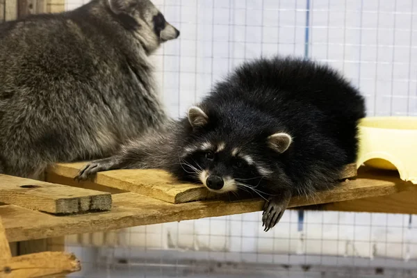 Animalul de companie raton doarme într-o cușcă de închidere — Fotografie, imagine de stoc