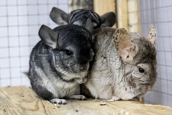 Three chinchilla in a cage close up — Stock Photo, Image