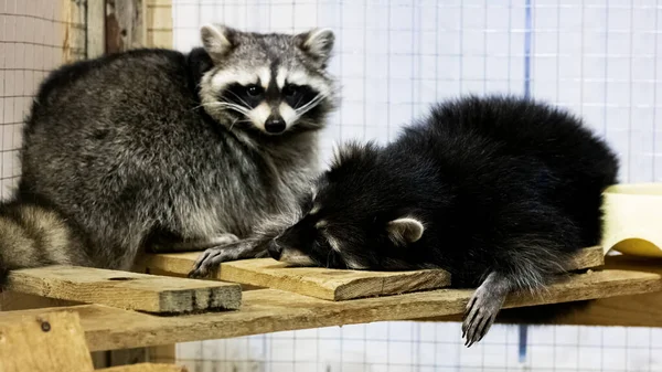 Raccoon pet sleeping in a cage closeup