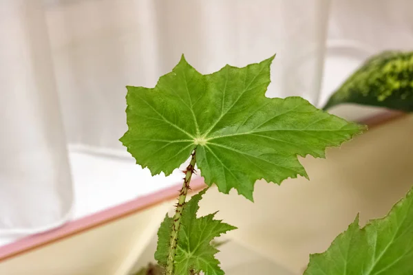 Las hojas grandes verdes de la planta de casa — Foto de Stock