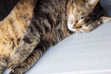 Gri kedi arabanın direksiyonunda uyuyor.