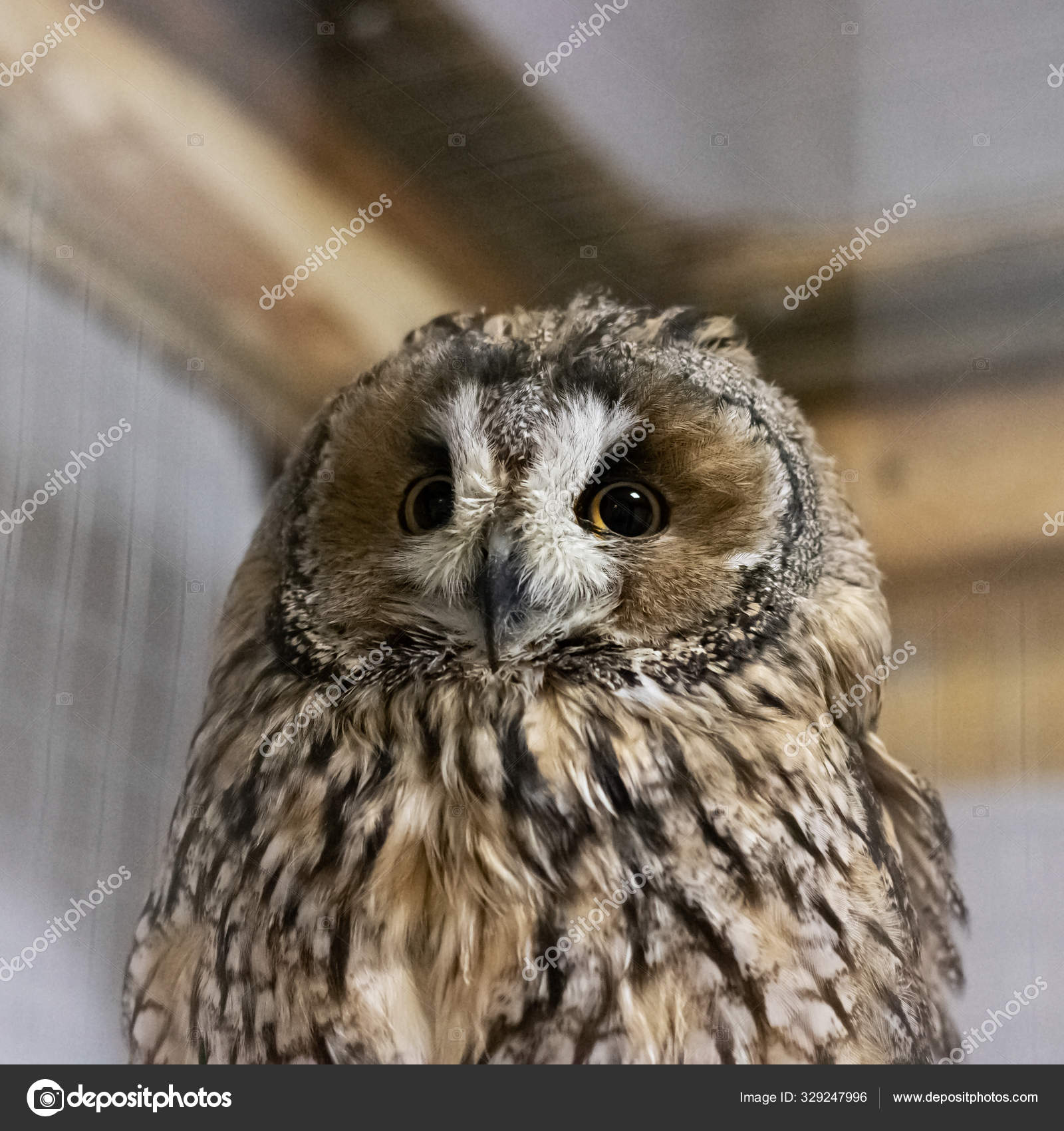 Little owl in a cage close up