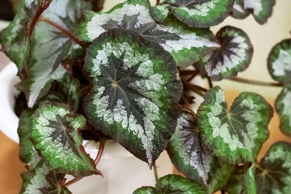 Große grüne Blätter einer heimischen Pflanze — Stockfoto