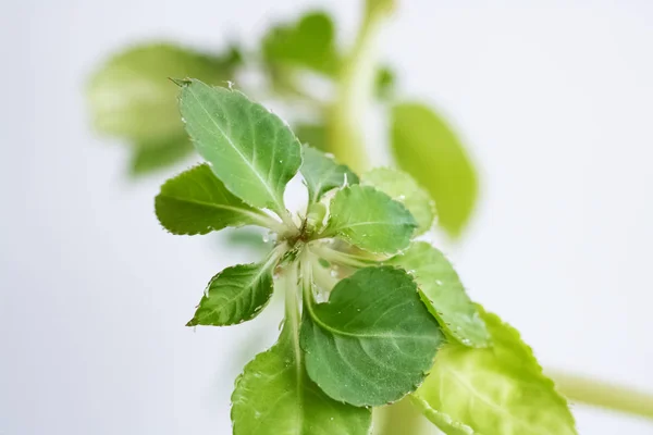 Las hojas grandes verdes de la planta de casa — Foto de Stock