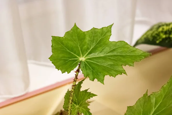 Las hojas grandes verdes de la planta de casa — Foto de Stock