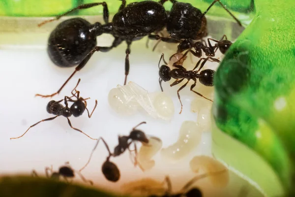 Myrdrottningens budbärare med Larver och myror — Stockfoto