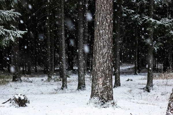 Árvores nevadas em uma floresta de inverno closeup — Fotografia de Stock