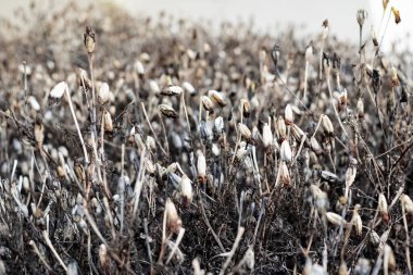 Bahçede kuruyan sonbahar çiçekleri yakın.