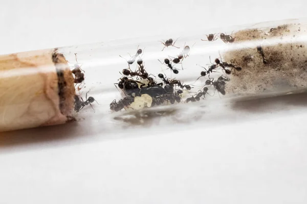 Ants Messor Structor in vitro close up — Foto de Stock