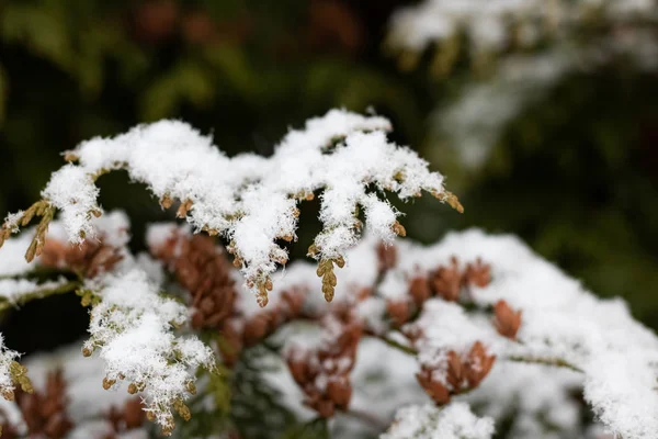 Ramas de abeto bajo la nieve de cerca — Foto de Stock