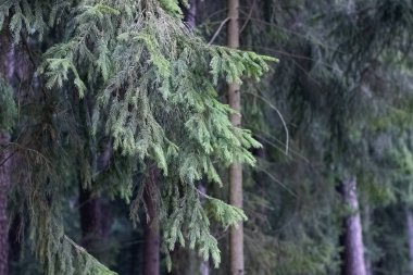 Ladin dalları ormanın altında, yakın mesafede.