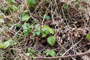 Kuru dalların arasında yeşil çimen yaprakları