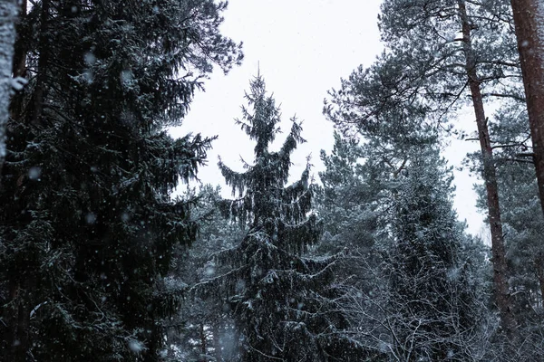 Tops de árvores de Natal na floresta de inverno — Fotografia de Stock