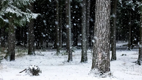 Árvores nevadas em uma floresta de inverno closeup — Fotografia de Stock