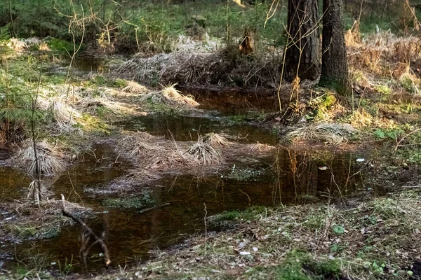 Pequeño estanque entre los árboles en el bosque —  Fotos de Stock