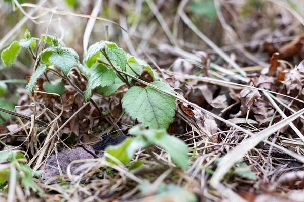 Groene bladeren van gras tussen droge takken — Stockfoto