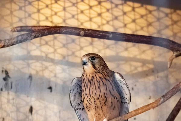 Bruine vogel in een kooi achter de mazen — Stockfoto