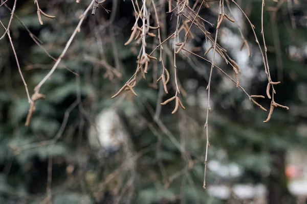 Dry tree branches in the autumn park — Stockfoto