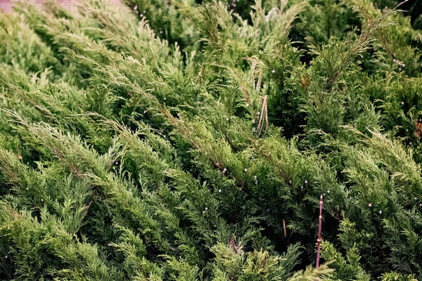 Πράσινα κλαδιά κωνοφόρων θάμνων στο φθινοπωρινό πάρκο — Φωτογραφία Αρχείου