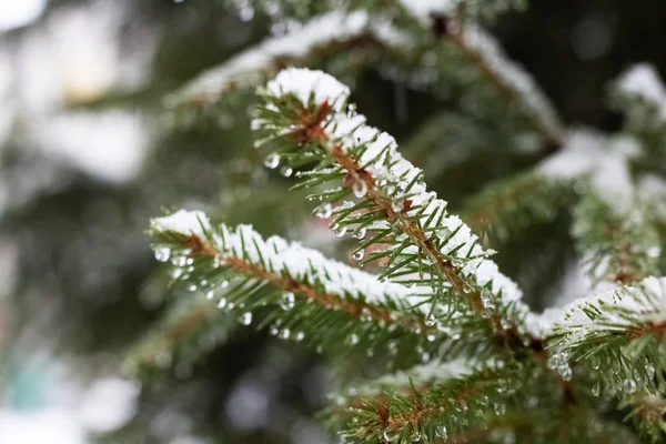 Gouttes d'eau et de neige sur les branches d'épinette — Photo