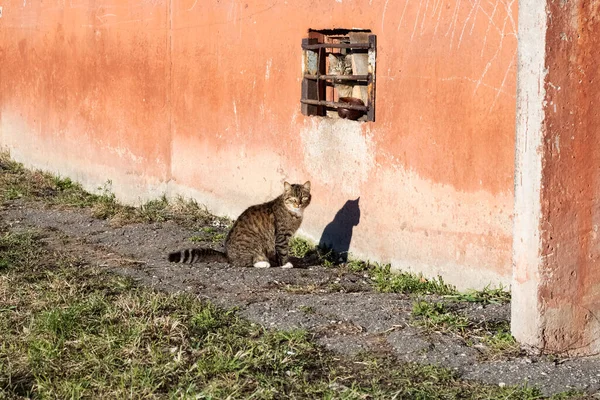 Two cats in front of building in city — Stok fotoğraf