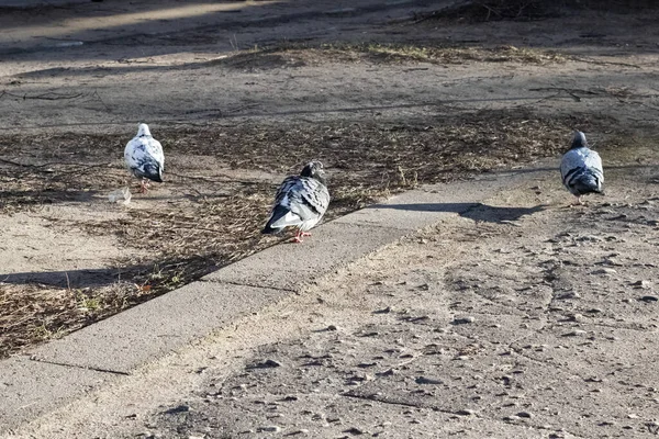 Three pigeons on the ground close up — Stock Photo, Image