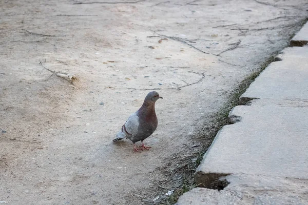 One pigeon on the ground close up — 图库照片