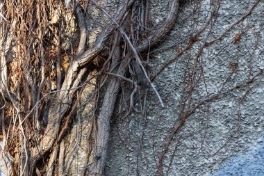 Thick tree roots growing on building wall