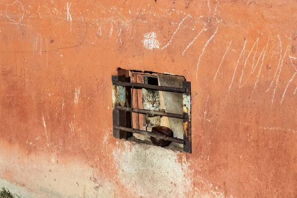 Gray cat in front of building in city — Stok fotoğraf