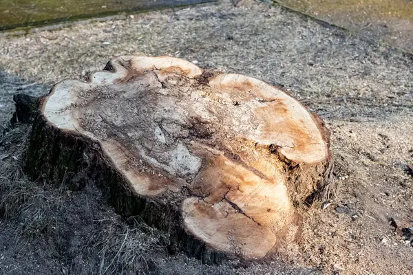Gran tronco de un viejo árbol de primer plano — Foto de Stock