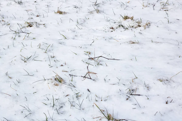 Желтая осенняя трава под первым снегом — стоковое фото