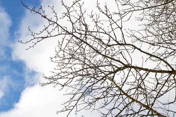 Rami di albero nudo su sfondo di cielo nuvoloso — Foto Stock