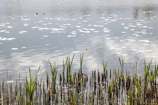 Ramas de caña verde en la superficie del agua con ondulaciones — Foto de Stock