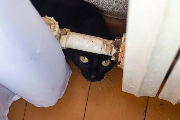 Black scared cat hid behind the pipe