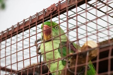 Green parrot on a cell grate closeup