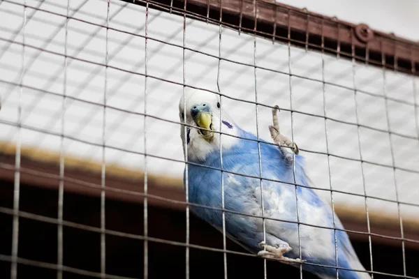 Modrý pták na buněčné mříži detailní záběr — Stock fotografie