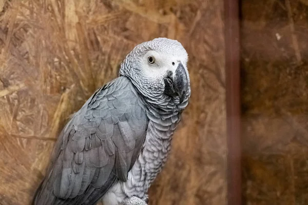 Gray parrot in a cage close up