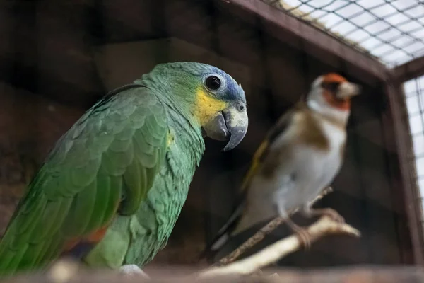 Green parrot in a cage close up — 스톡 사진