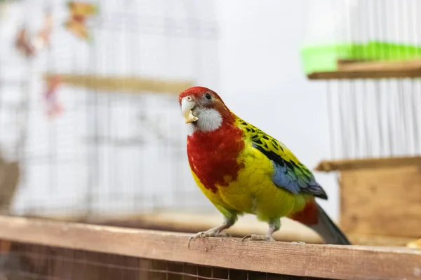 Colorful bird are sitting on branch in cage