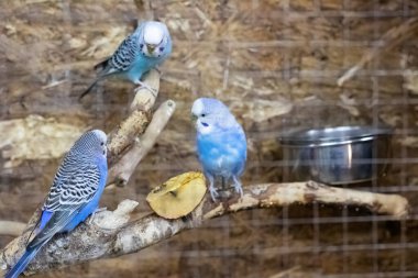 Blue birds are sitting on branch in cage