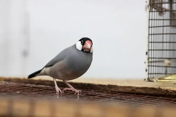 Gray bird are sitting on branch in cage — 스톡 사진