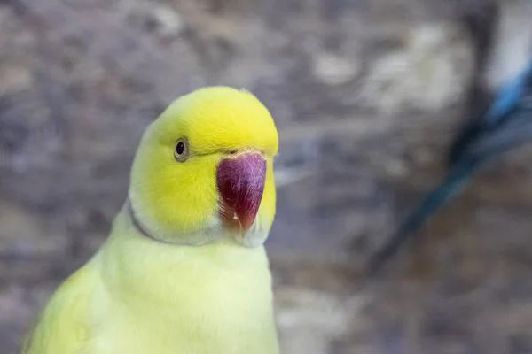 Yellow parrot in a cage close up — Stok fotoğraf