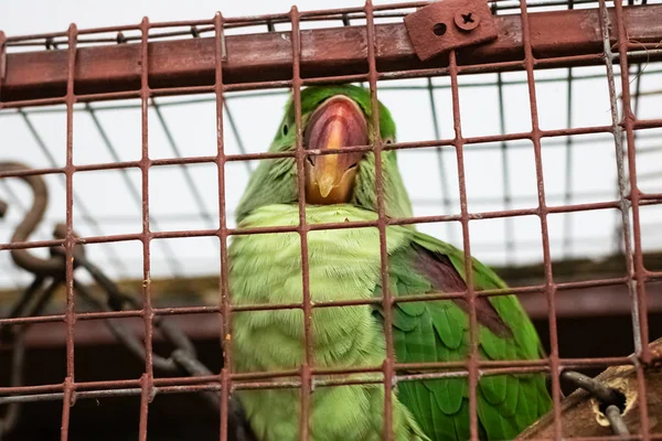 Loro verde en una rejilla de celda de primer plano —  Fotos de Stock