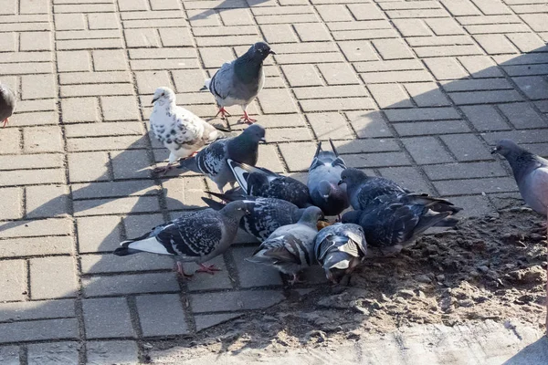 가까이 보도에 비둘기 — 스톡 사진