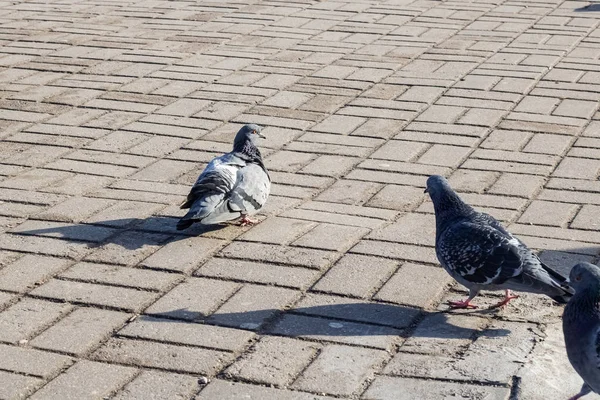 人行道上成群结队的鸽子 — 图库照片